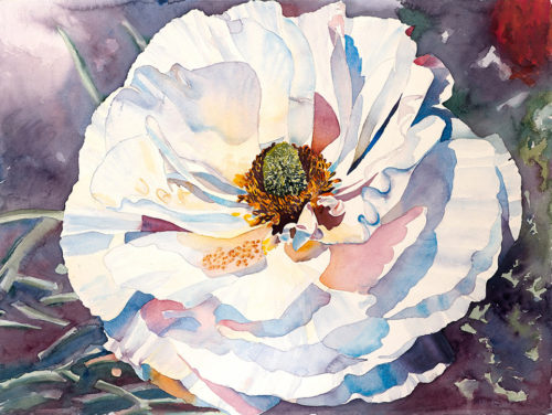 white ranunculus, watercolor, 30 x 22.5 in., 1981